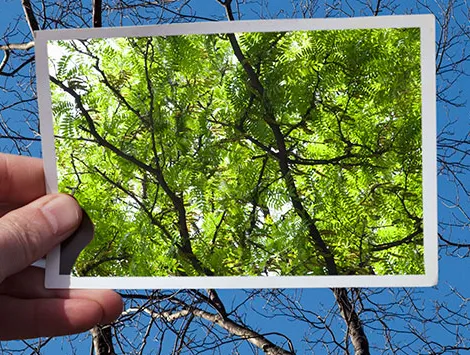 A hand holding a photo of green trees against a backdrop of bare trees